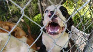 Bath County Woman Starts Animal Rescue