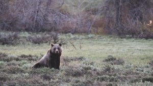 Bear Attack In Idaho Park