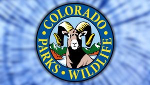 Bear Attack Reported In Boulder County