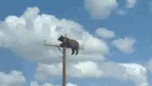 Bear Electrocuted In New Mexico