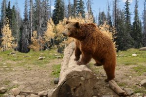 Bear Spray Guide For Wyoming