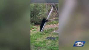 Bears Play On Swing Set