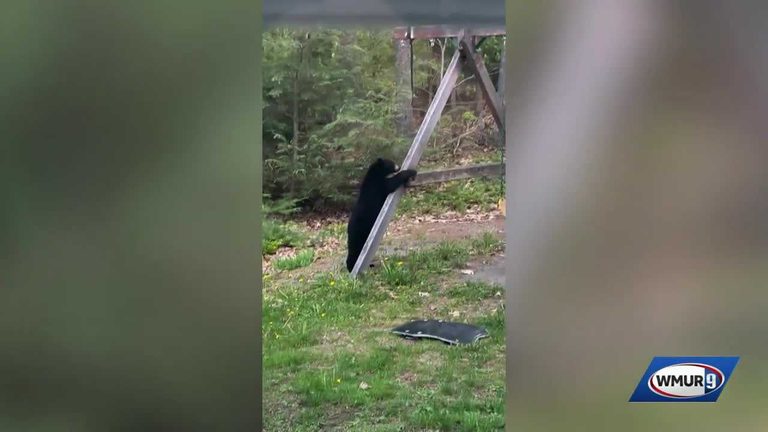 Bears Play On Swing Set