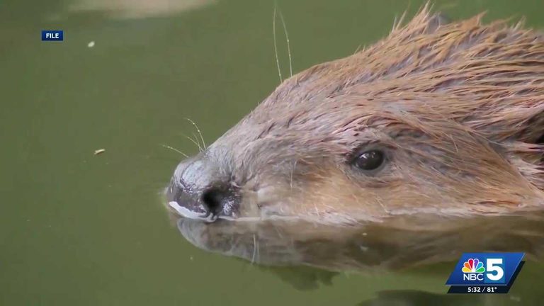 Beaver Attack In New York