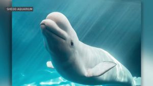 Beluga Whales Find New Homes