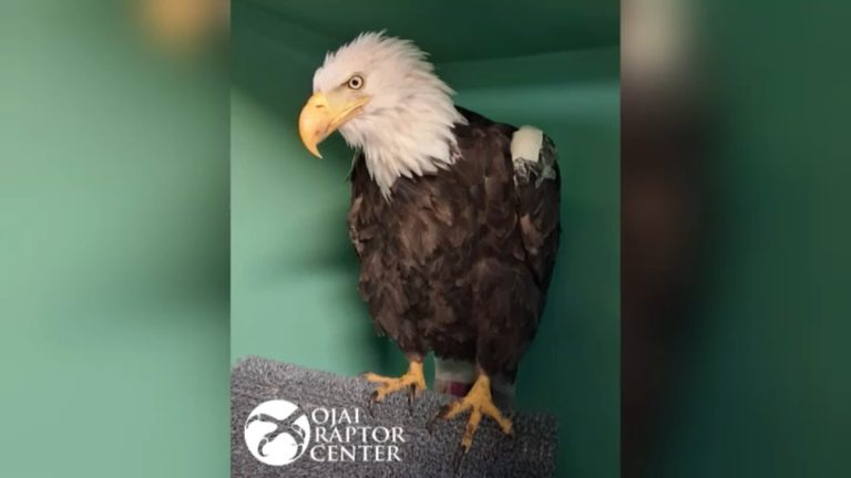 Big Bear Bald Eagle Recovering