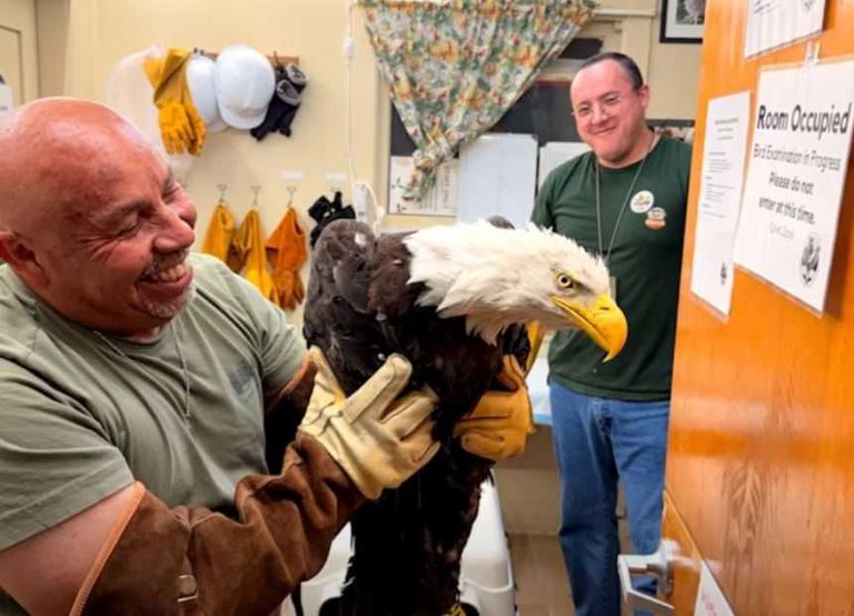 Big Bear Bald Eagle Rescued