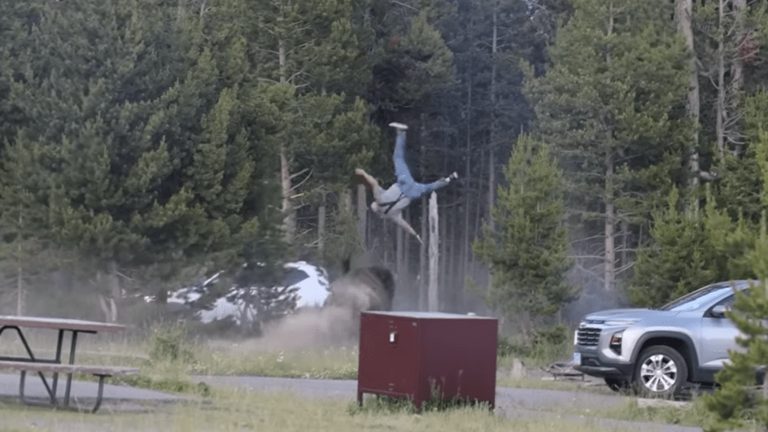 Bison Attack In Yellowstone