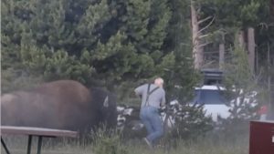 Bison Attacks Grandfather At Yellowstone