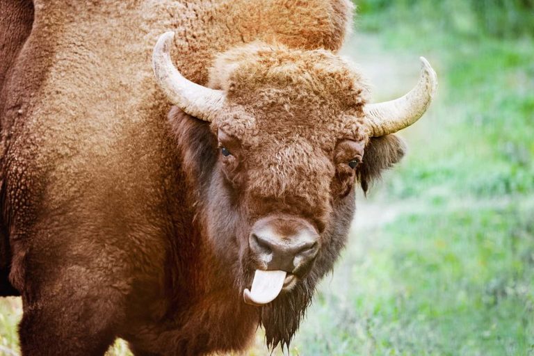 Bison Attacks Tourist In Yellowstone