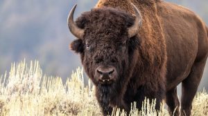 Bison Attacks Visitor At Yellowstone