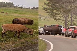 Bison Still Roam Yellowstone