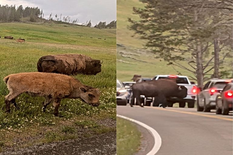 Bison Still Roam Yellowstone