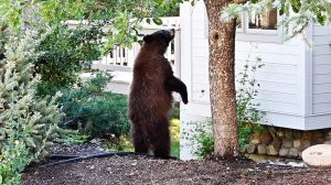 Black Bears Invade Homes