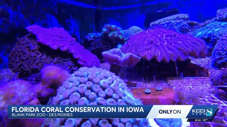 Blank Park Zoo Aids Coral Reef Rescue