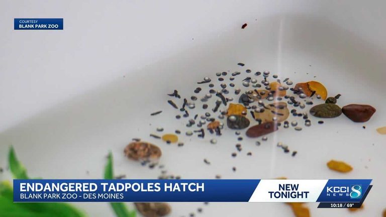 Blank Park Zoo Hatches Endangered Wyoming Toad Tadpoles