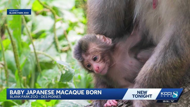 Blank Park Zoo Welcomes 50Th Japanese Macaque