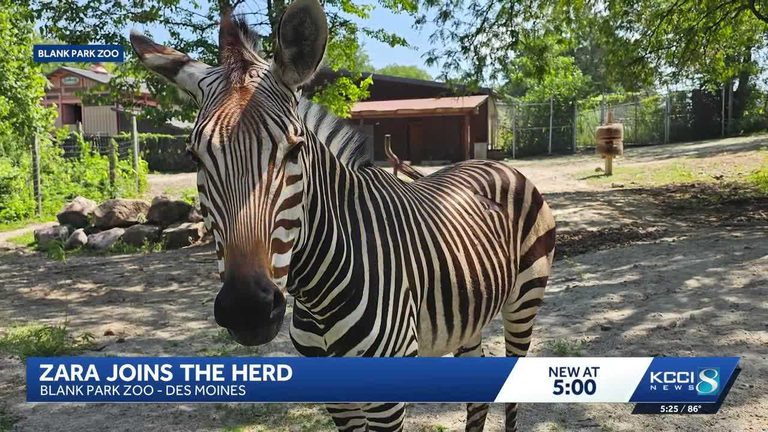 Blank Park Zoo Welcomes New Zebra