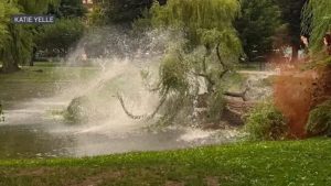 Boston Public Garden Loses Iconic Weeping Willow