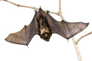 Boy Dies From Rabies