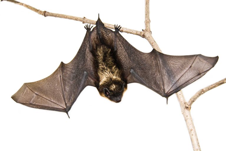 Boy Dies From Rabies