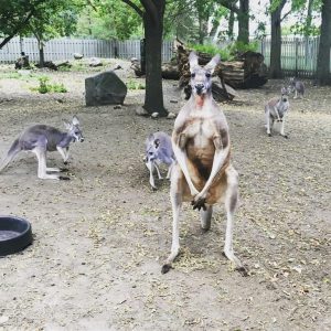 Bramble Park Zoo Revamps Master Plan