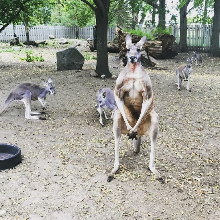 Bramble Park Zoo Revamps Master Plan