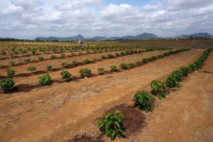 Brazil Coffee Harvest Threatened