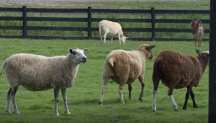 Brown County Sanctuary Stops Taking Rescues