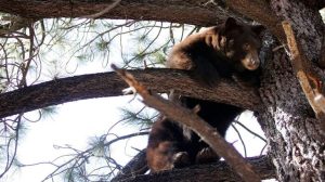 California Man Uses Bear Spray