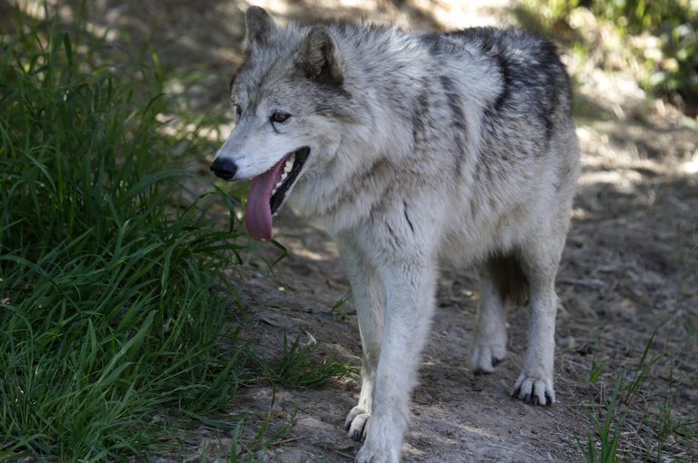 California Ranchers Hit By Record Wolf Attacks