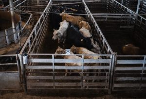 Canada Suspends Animal Exports From Texas