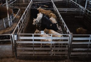 Canada Suspends Animal Exports From Texas