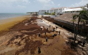Caribbean Fights Sargassum Seaweed