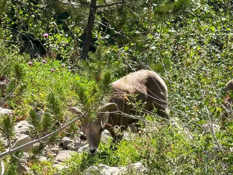 Casper Mountain Bighorn Sheep Spotted