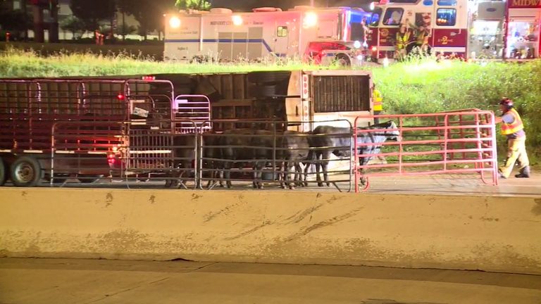 Cattle Trailer Overturns On I 40