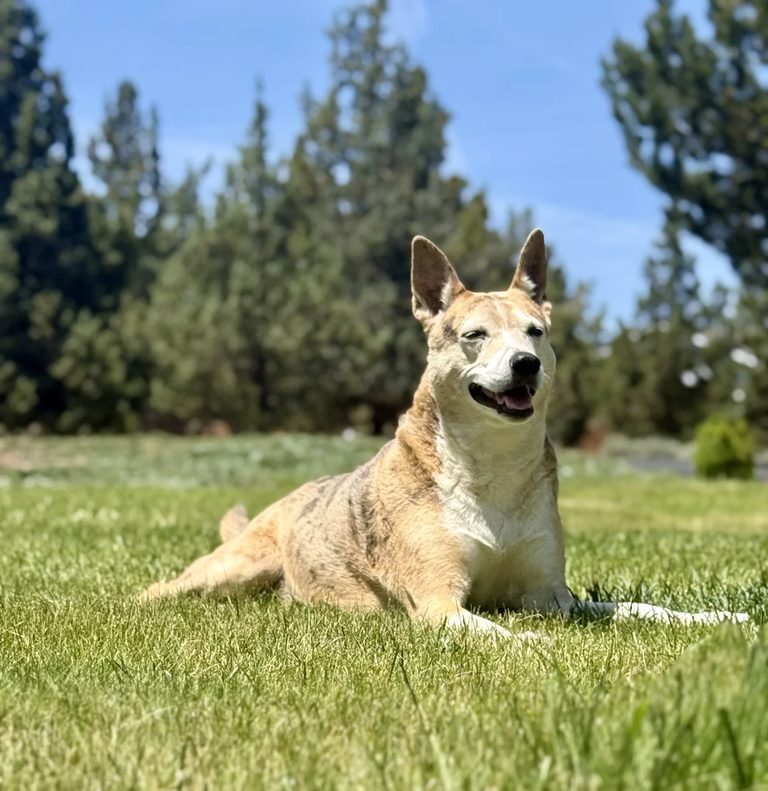 Central Oregon Pet Owners Warned Of Hot Pavement