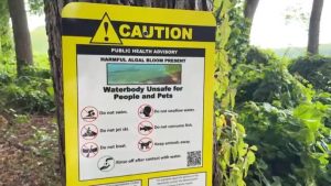 Charles River Algae Bloom Warning