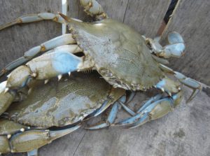 Chesapeake Bay Blue Crab Population Declines