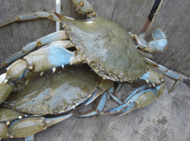 Chesapeake Bay Blue Crab Population Declines