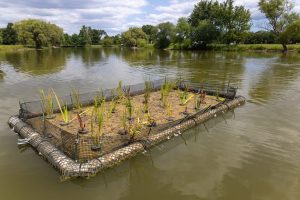 Chicago S Floating Wetland Improves Water Quality
