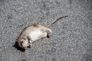 Chicago S Rat Problem