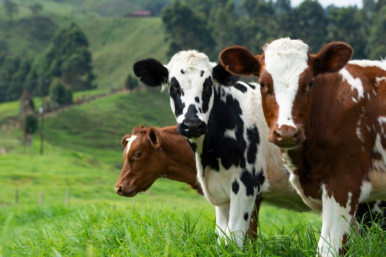 Chick Fil A Celebrates Cow Appreciation Day