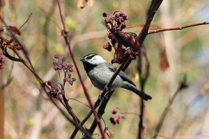 Chickadees Prefer Smarter Mates