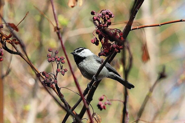 Chickadees Prefer Smarter Mates