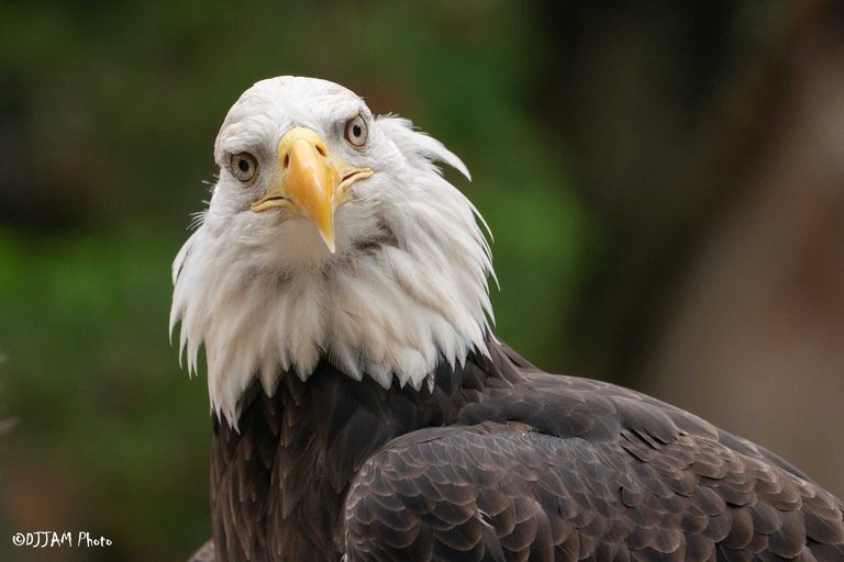 Cincinnati Zoo Offers Free Admission To Military