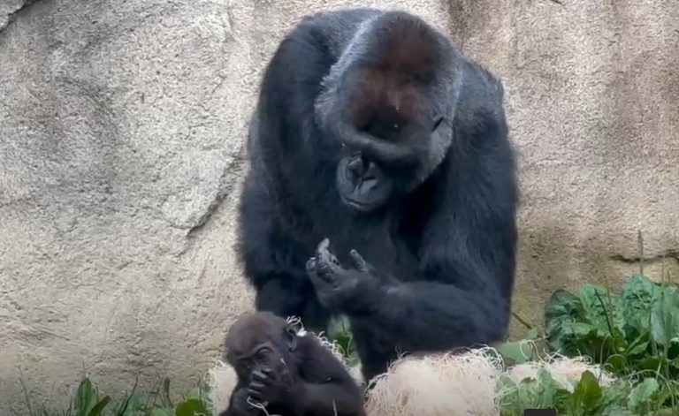 Cincinnati Zoo S Gorilla Expecting First Baby