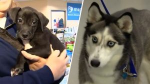 Clear The Shelters Pet Adoption