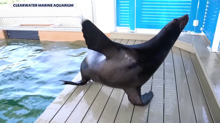Clearwater Marine Aquarium Welcomes New Sea Lions