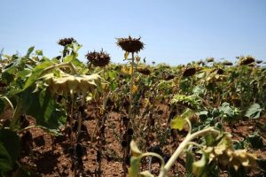 Climate Change Exacerbates Drought In Europe